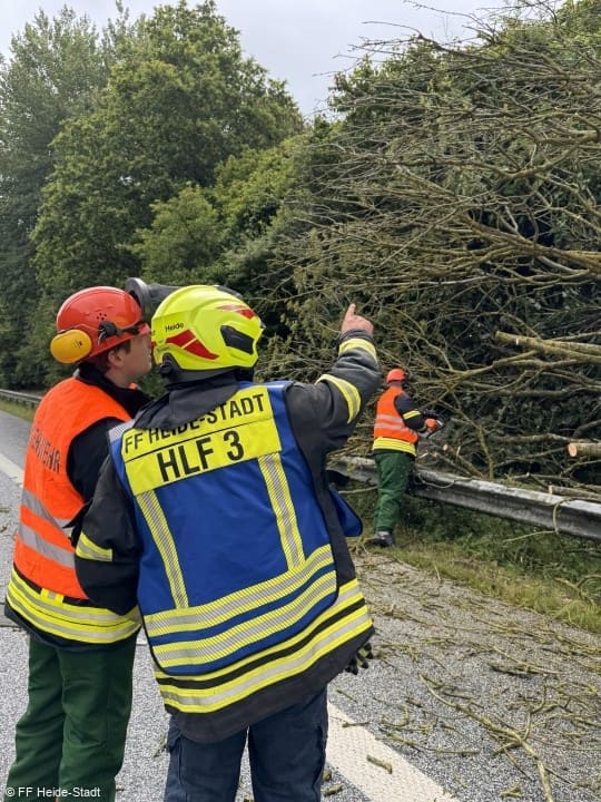 THL, Baum auf Straße, Foto 1