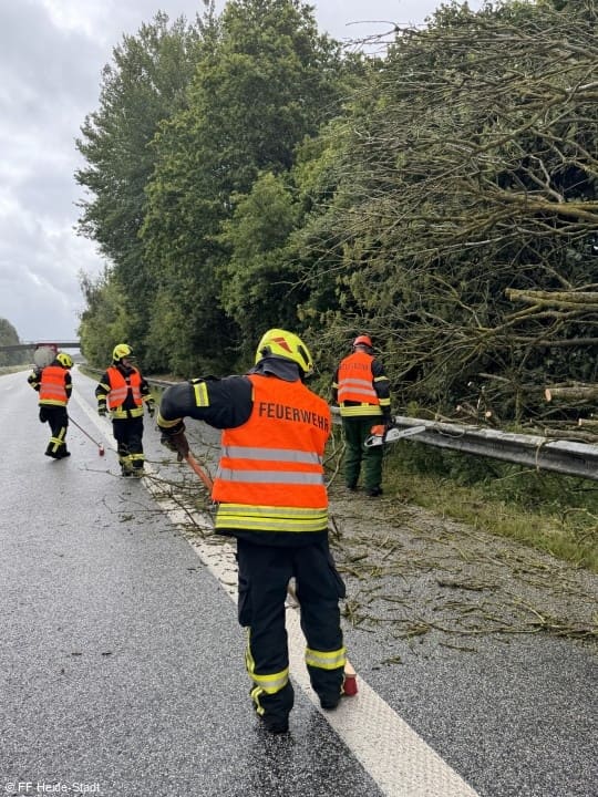 THL, Baum auf Straße, Foto 2