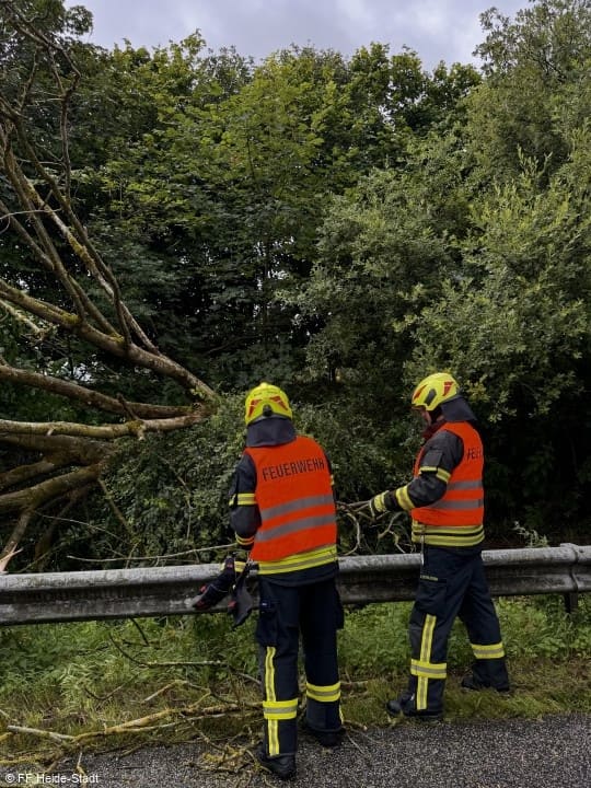 THL, Baum auf Straße, Foto 3